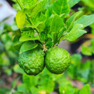 Bergamot Essential Oil 